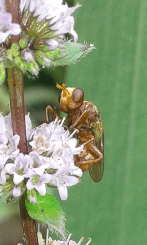 Sicus sp. (Conopidae)?  S